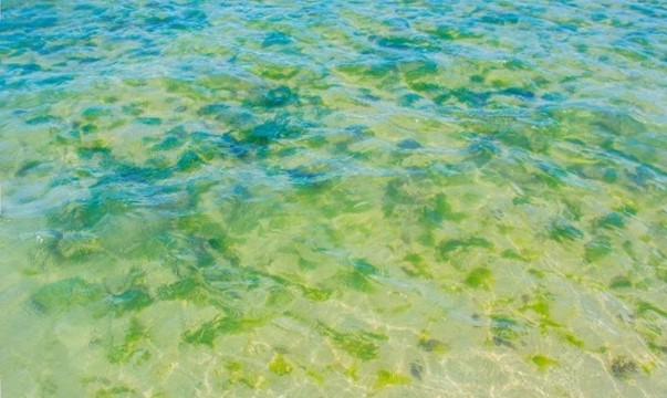 Best Yellow Algae Killer